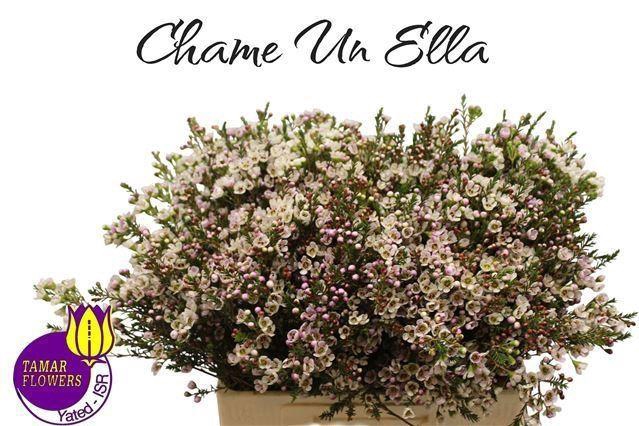 <h4>WAXFL ELLA 25 GR.</h4>