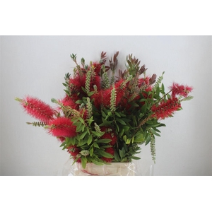 Callistemon P Bunch