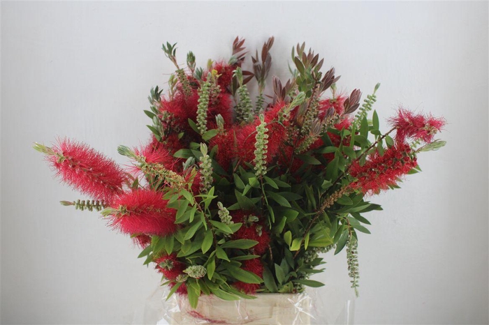 <h4>Callistemon P Bunch</h4>