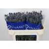 Eryngium Blue Dynamite