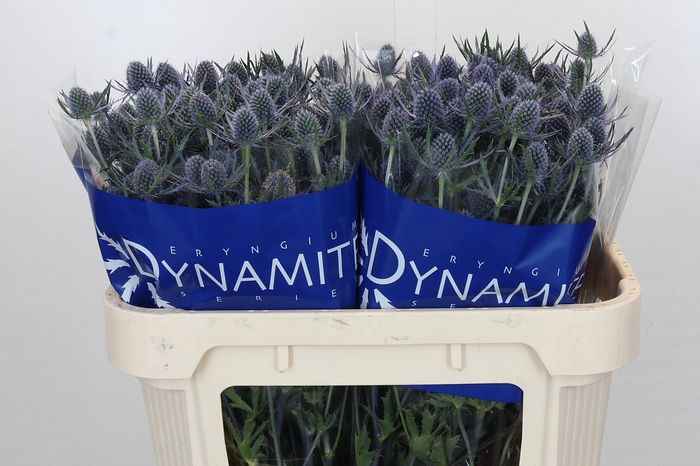 Eryngium Blue Dynamite