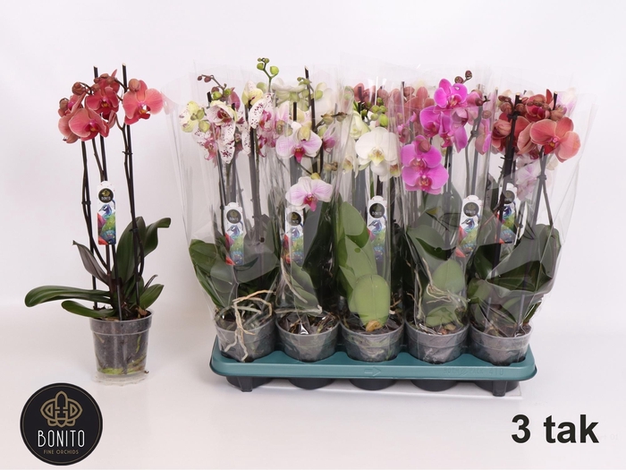 <h4>PHAL GEM 5 KL</h4>