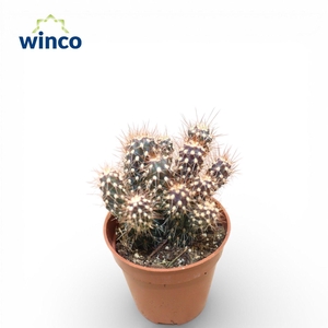 Cylindropuntia Viridiflora