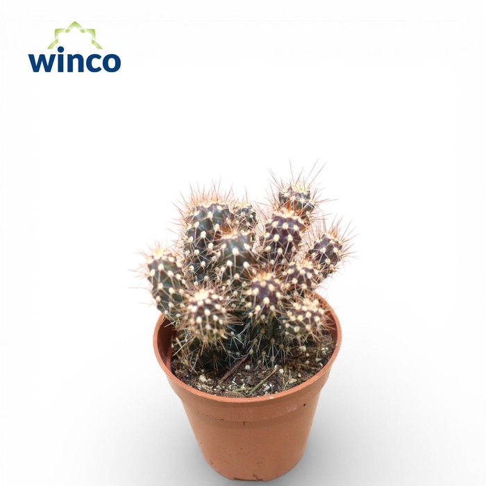<h4>Cylindropuntia Viridiflora</h4>