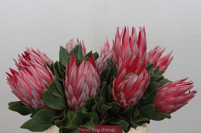 Protea Cyn. Claire