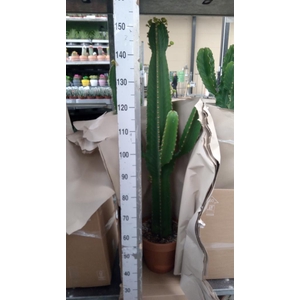 Euphorbia ingens