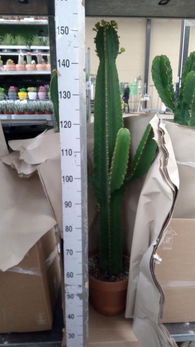 <h4>Euphorbia ingens</h4>