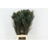 Feather Peacock 70-80cm