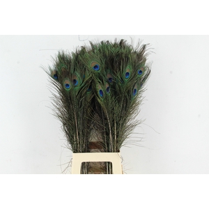 Feather Peacock 70-80cm