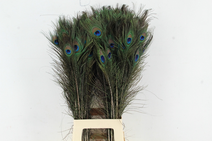 Feather Peacock 70-80cm