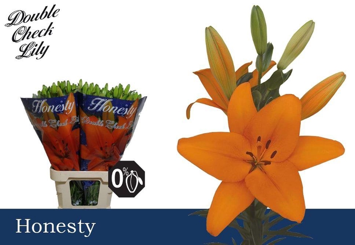 <h4>LI LA HONESTY 3+</h4>