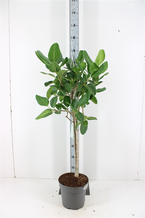 Ficus Benghalensis Audrey P24