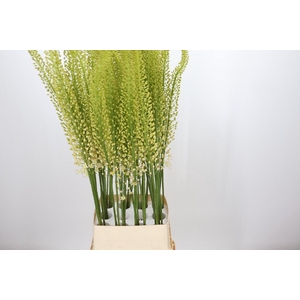 Eremurus White Cleopatra