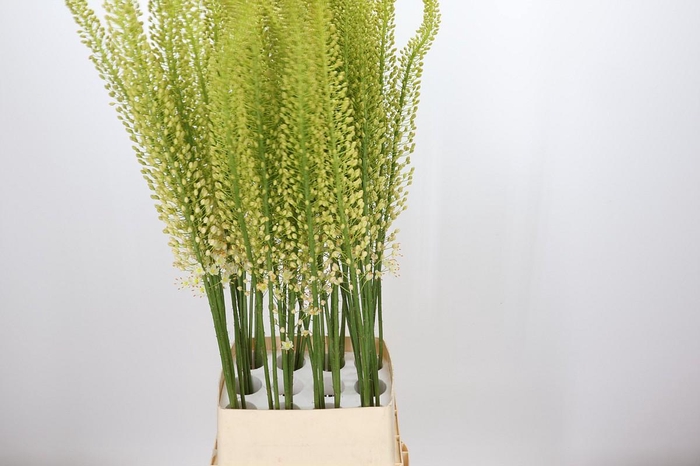 <h4>Eremurus White Cleopatra</h4>