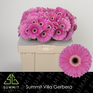 Gerbera Dreamer Water