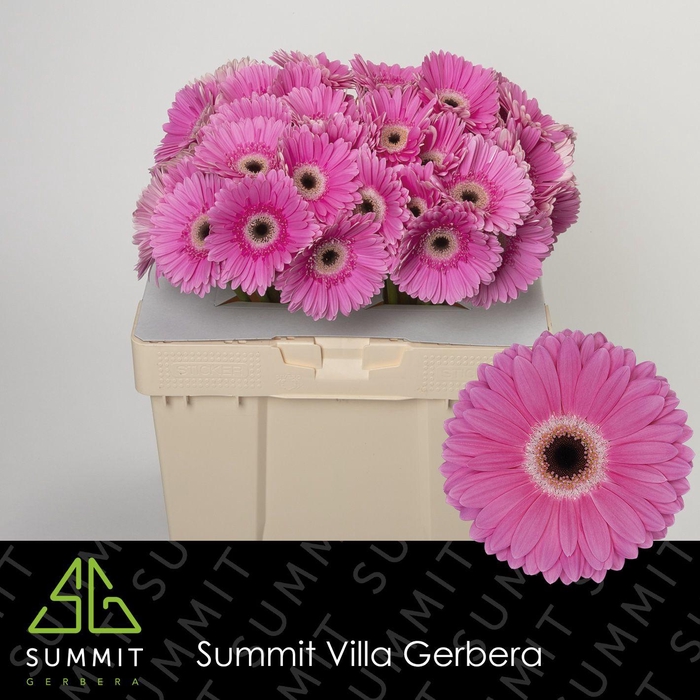 <h4>Gerbera Dreamer Water</h4>