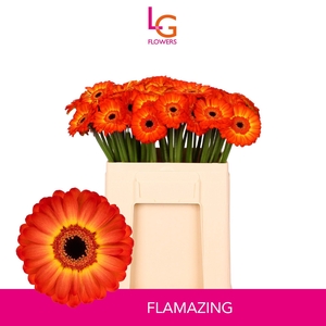 GE MI FLAMAZING