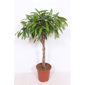 Ficus Amstel King