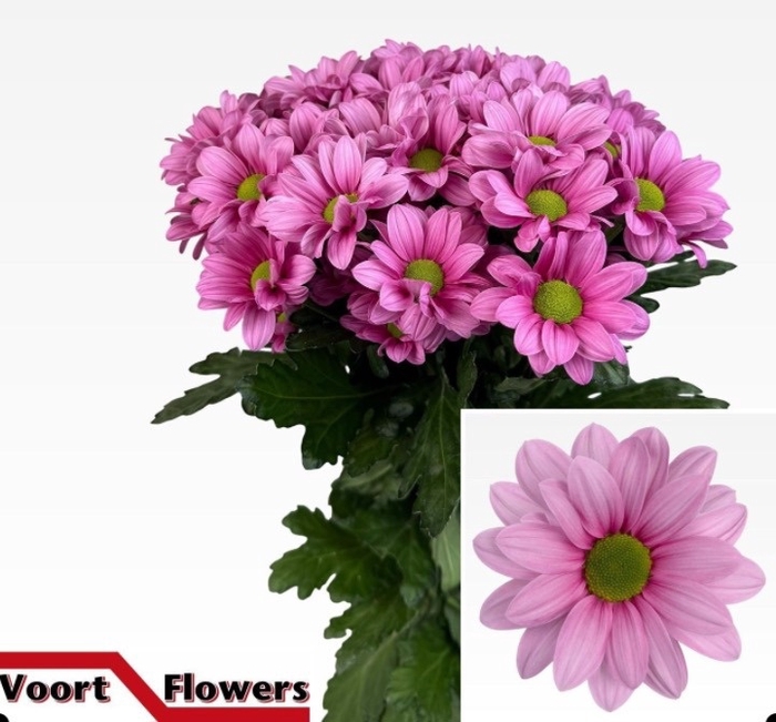 <h4>Chrys sp ballerina's</h4>