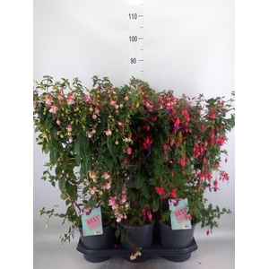 Fuchsia   ...