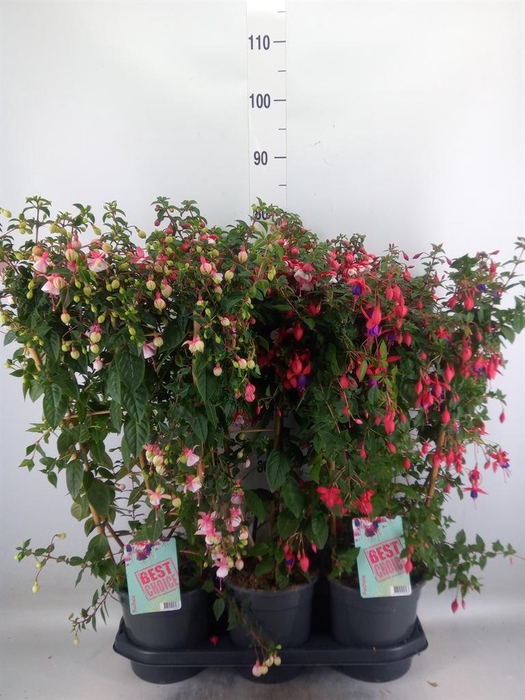 <h4>Fuchsia   ...</h4>