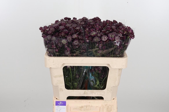 <h4>Astr Star Of Love</h4>