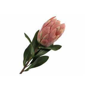 Protea Pink