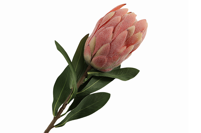 <h4>Protea Pink</h4>