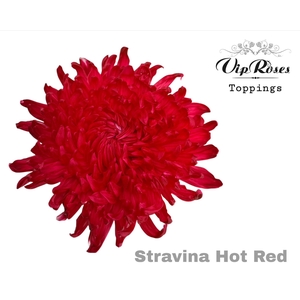CHR G STRAVINA HOT RED