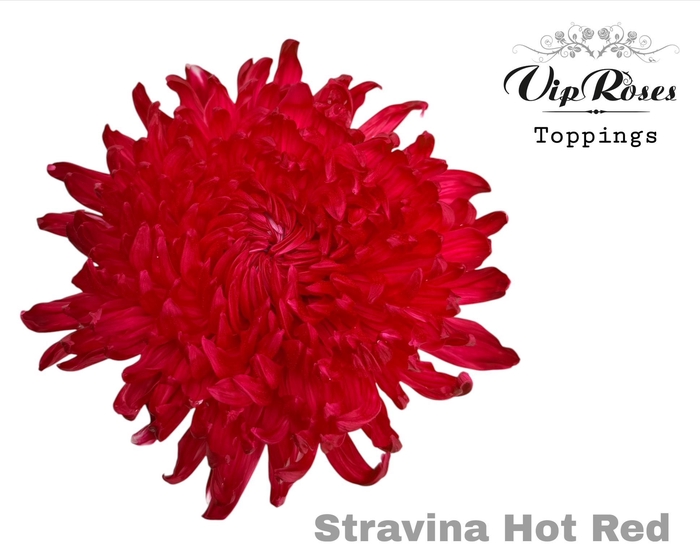 <h4>CHR G STRAVINA HOT RED</h4>