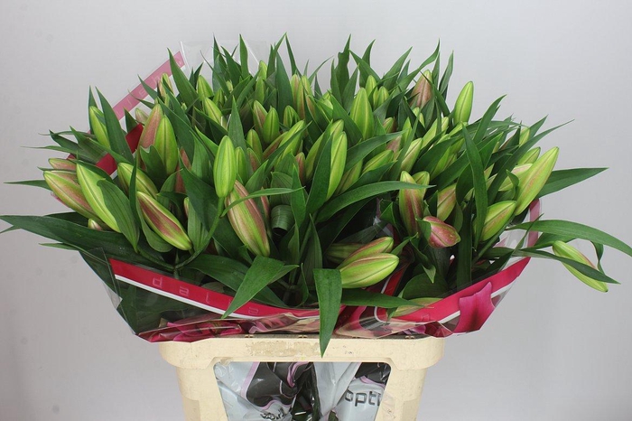 <h4>Lil Or Dalian</h4>