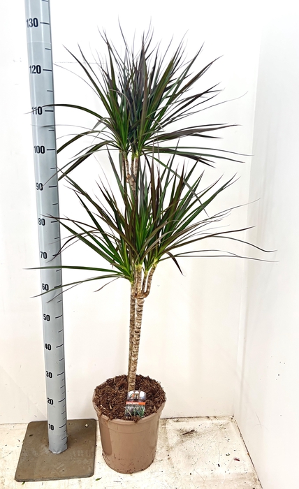 <h4>DRA MARG MAGENTA</h4>