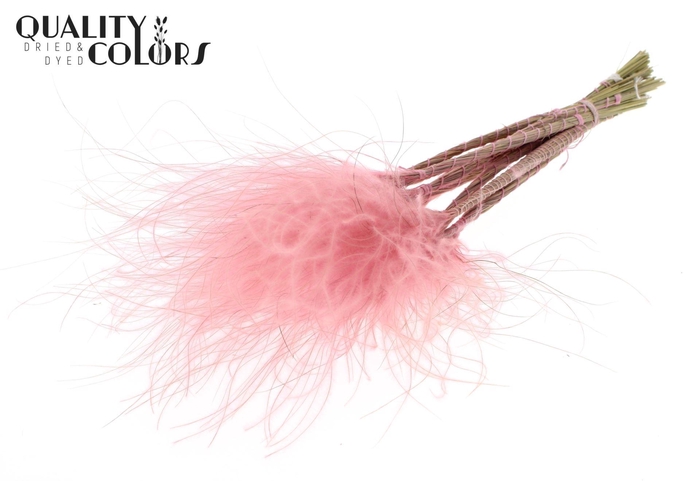 <h4>Droogbloemen   ...bewerkt H%</h4>