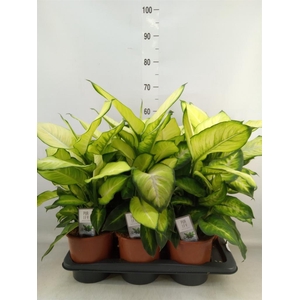 Dieffenbachia  'Summer Style'