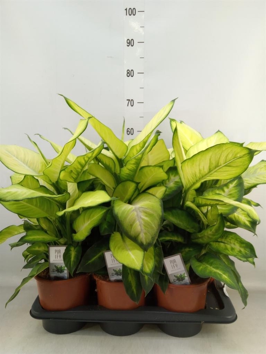 <h4>Dieffenbachia  'Summer Style'</h4>