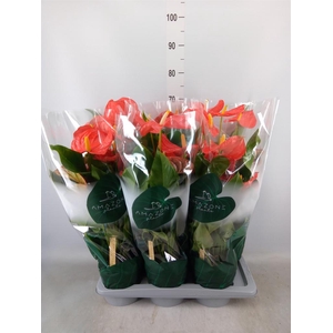 Anthurium andr. 'Florida'