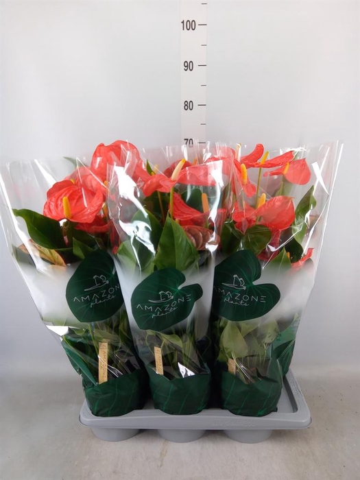 <h4>Anthurium andr. 'Florida'</h4>