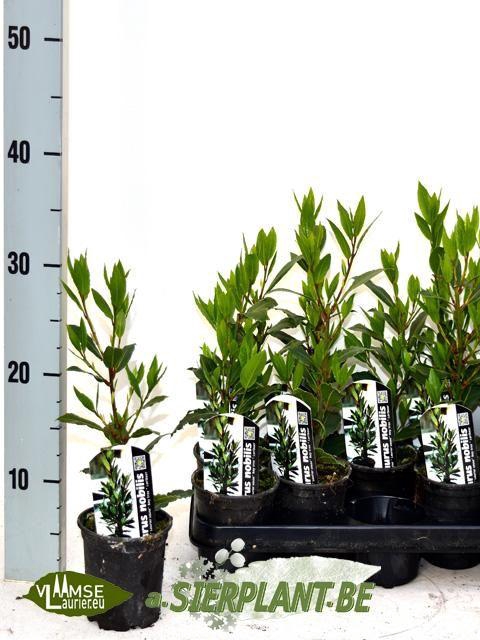 <h4>LAU NOBILIS</h4>