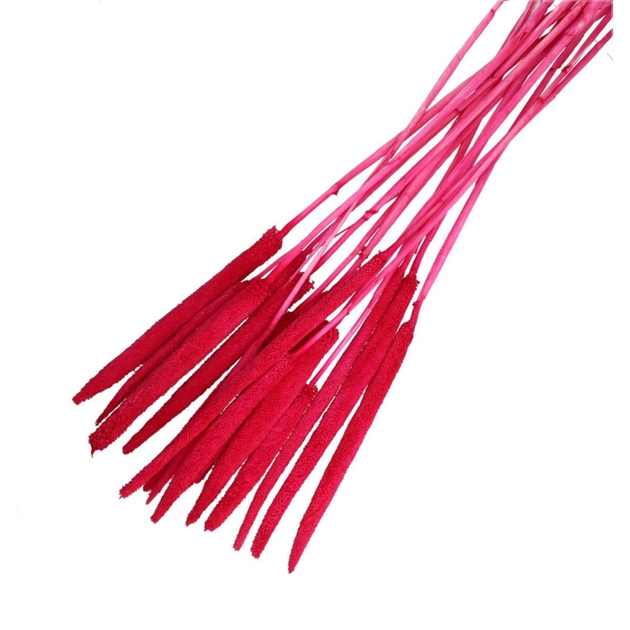 <h4>Droogbloem Babala 70cm x15</h4>