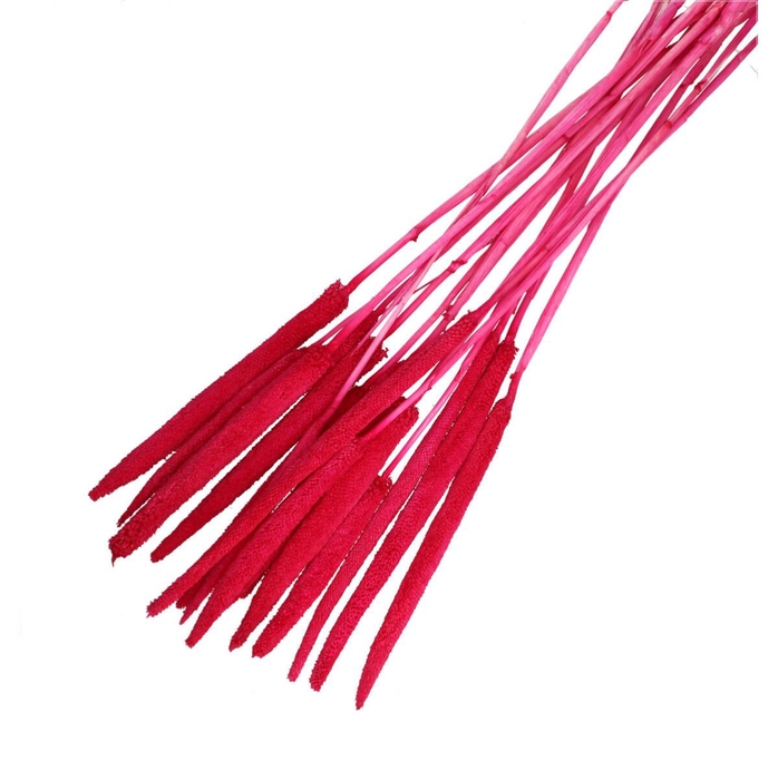 <h4>Droogbloem Babala 70cm x15</h4>