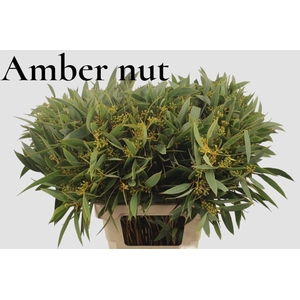 EUC POLYAN FRUI P BS