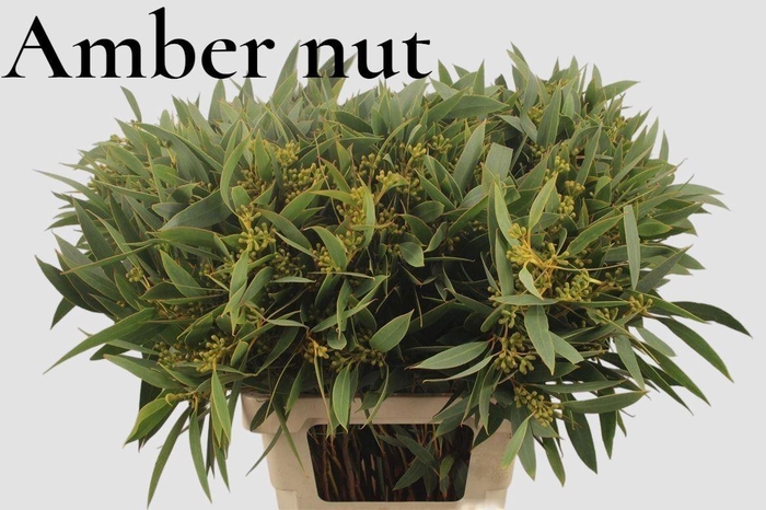 <h4>EUC POLYAN FRUI P BS</h4>