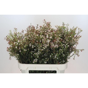 Chamelaucium Blondie