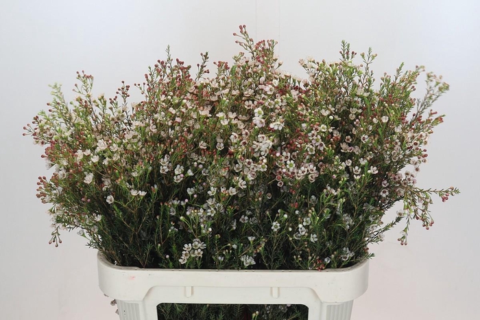 <h4>Chamelaucium Blondie</h4>