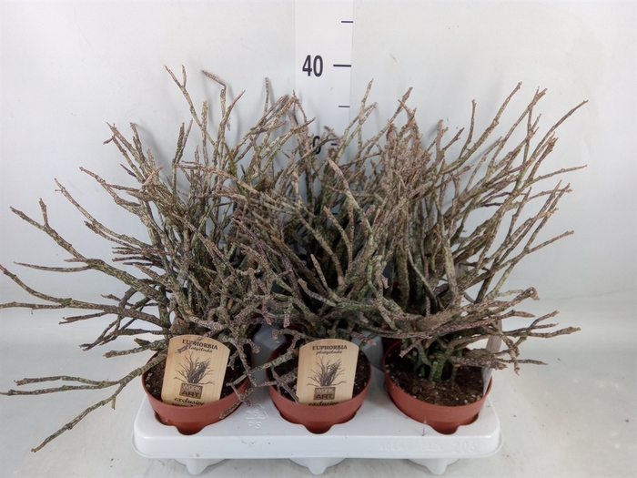 <h4>Euphorbia   ...</h4>