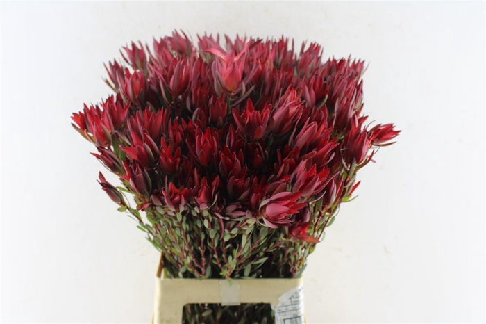<h4>Leucad Sal Blush Ex</h4>