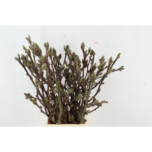MAGNOLIA SATISFACTION PER STEM 060CM