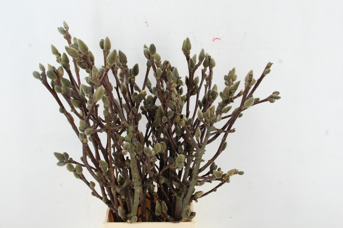 <h4>MAGNOLIA SATISFACTION PER STEM 060CM</h4>