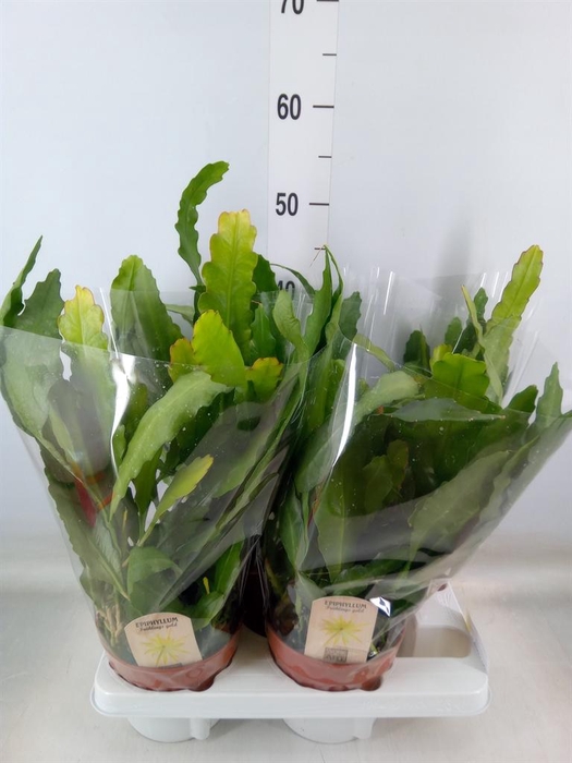 <h4>Epiphyllum   ...</h4>