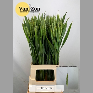 Triticum Aestivum